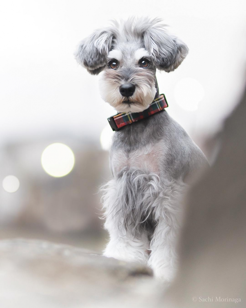 ペットたちは いつだって飼い主さんにとって一番のサポーター Sachix Note ペットたちは いつだって飼い主さんにとって一番のサポーター Sachix Note